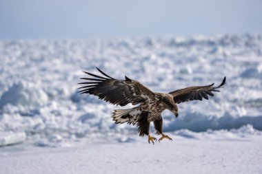 Beyaz kuyruklu bir kartal kanatlarını açar ve kara inmeye hazırlanır. Haliaeetus albicilla. Kışın vahşi kuş manzarası, Hokkaido, Japonya. 2023