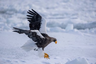 Bir Steller deniz kartalı kara inmek üzere. Haliaeetus pelagicus. Kışın vahşi kuş manzarası, Hokkaido, Japonya. 2023