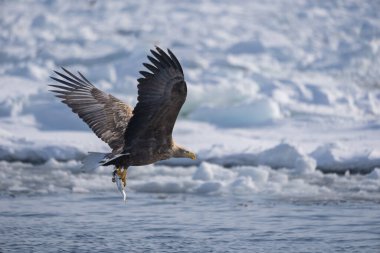 Beyaz kuyruklu bir kartal suyun üzerinde uçuyor. Pençelerinde bir balık tutuyor. Haliaeetus albicilla. Kışın vahşi kuş manzarası, Hokkaido, Japonya. 2023