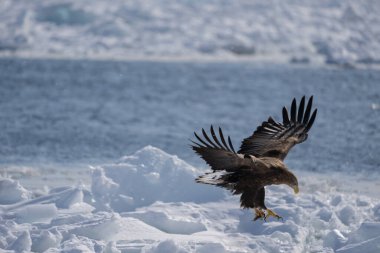 Beyaz kuyruklu bir kartal kara düşmek üzere. Pençelerinde bir balık tutuyor. Haliaeetus albicilla. Kışın vahşi kuş manzarası, Hokkaido, Japonya. 2023