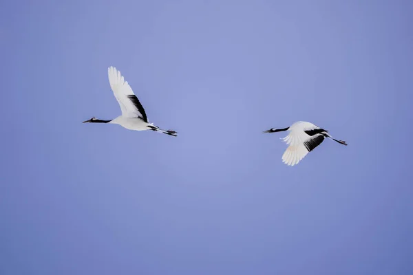 Two Red Crowned Cranes Spread Wings Soar Sky Scenery Wild — Stock Photo, Image