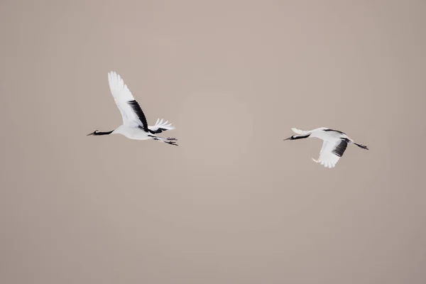 Dva Jeřábi Rudou Korunou Roztáhli Křídla Vznášeli Obloze Krajina Života — Stock fotografie
