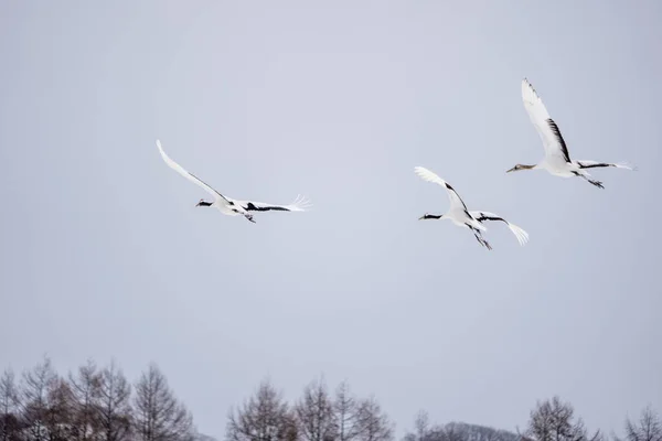 Rotkronenkraniche Ragen Den Himmel Landschaft Der Wilden Vogelwelt Winter Hokkaido — Stockfoto