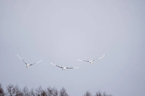 Rotkronenkraniche Ragen Den Himmel Landschaft Der Wilden Vogelwelt Winter Hokkaido — Stockfoto