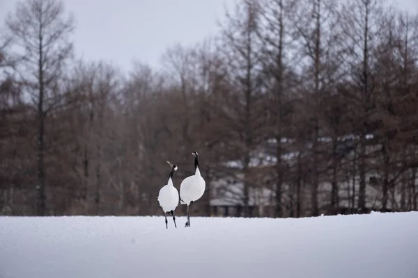 Deux Grues Couronne Rouge Tiennent Dans Neige Paysage Oiseaux Sauvages — Photo