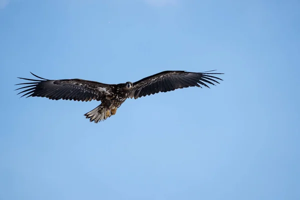 독수리가 하늘에서 오릅니다 Haliaeetus Albicilla 홋카이도의 2023 — 스톡 사진