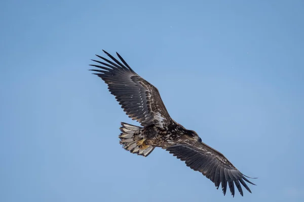 독수리가 하늘에서 오릅니다 Haliaeetus Albicilla 홋카이도의 2023 — 스톡 사진