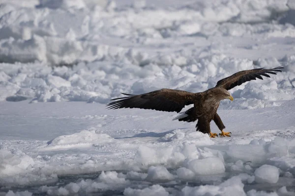 A white-tailed hawk stands on the snow with outstretched wings. Haliaeetus albicilla. Scenery of wild bird life in winter, Hokkaido, Japan. 2023
