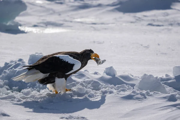 Ένας Θαλάσσιος Αετός Steller Είναι Στο Χιόνι Ένα Ψάρι Στο — Φωτογραφία Αρχείου