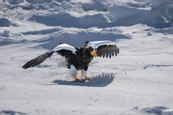 Stellerův Mořský Orel Roztáhl Křídla Přistál Sněhu Jeho Drápy Chytají — Stock fotografie