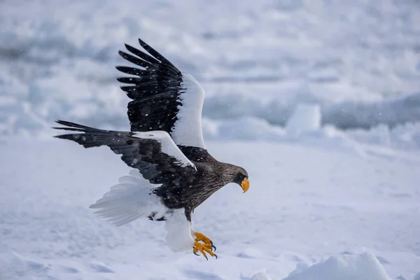 텔러의 독수리가 착륙하려고 합니다 Haliaeetus Pelagicus 입니다 홋카이도의 2023 — 스톡 사진
