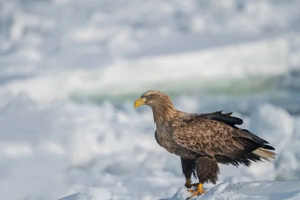 독수리가 있습니다 Haliaeetus Albicilla 홋카이도의 2023 — 스톡 사진