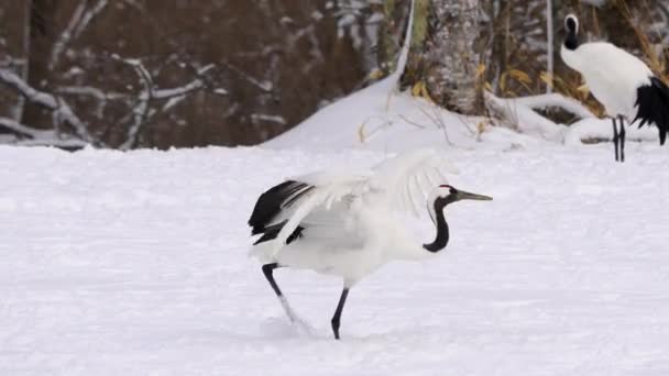 Червонокоронований Журавель Танцює Залицяння Снігу Легендарний Довговічний Птах Має Корону — стокове відео