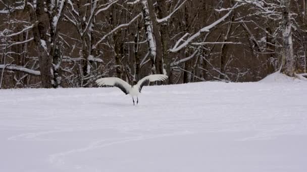 Een Rood Gekroonde Kraan Danst Sneeuw Elegante Langlevende Vogel Het — Stockvideo