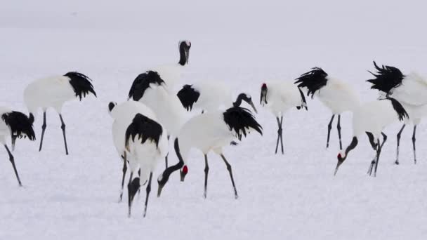 Bando Guindastes Coroa Vermelha Que Alimentam Neve Pássaro Elegante Longa — Vídeo de Stock