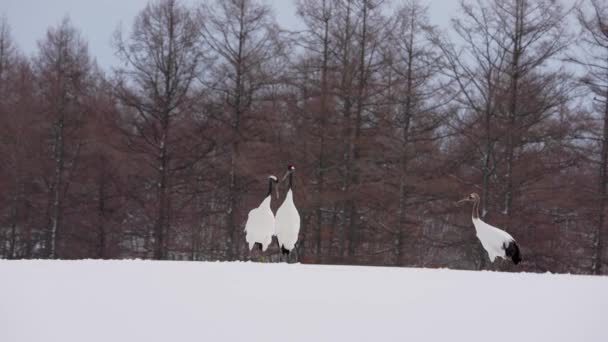 Três Guindastes Coroa Vermelha Brincar Neve Pássaro Elegante Longa Duração — Vídeo de Stock