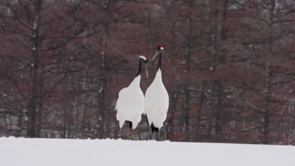 Drie Rood Gekroonde Kranen Die Sneeuw Spelen Elegante Langlevende Vogel — Stockvideo