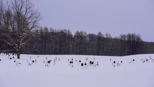 Een Grote Kudde Roodgekroonde Kranen Die Sneeuw Foerageren Elegante Langlevende — Stockvideo
