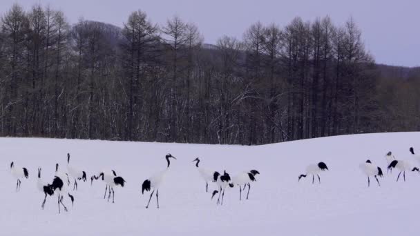 Een Grote Kudde Roodgekroonde Kranen Die Sneeuw Foerageren Elegante Langlevende — Stockvideo