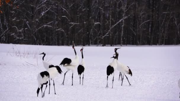 Una Bandada Grúas Coronadas Rojas Que Alimentan Nieve Pájaro Elegante — Vídeos de Stock