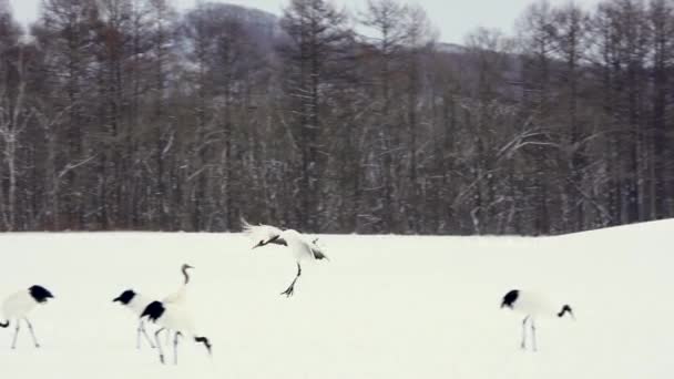Red Crowned Crane Plays Its Companion Landing Elegant Long Lived — Stock Video
