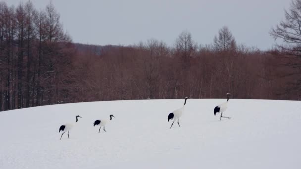 Ein Schwarm Rotkronenkraniche Auf Nahrungssuche Schnee Eleganter Und Langlebiger Vogel — Stockvideo