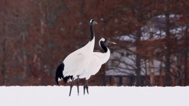 Twee Rood Gekroonde Kranen Kijken Rond Sneeuw Elegante Langlevende Vogel — Stockvideo