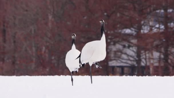 Два Красных Журавля Стоят Одной Ноге Снегу Элегантная Долгоживущая Птица — стоковое видео