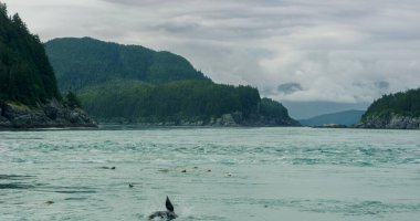 Deniz aslanları hızlı hareket eden suda yüzerler. Alaska 'da yaz aylarında deniz aslanlarının yaşam alışkanlıkları ve çeşitli duruşları. ABD, 2017