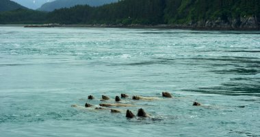 Deniz aslanları denizde yüzer, bazen kafalarını sudan çıkarırlar. Alaska 'da yaz aylarında deniz aslanlarının yaşam alışkanlıkları ve çeşitli duruşları. ABD, 2017