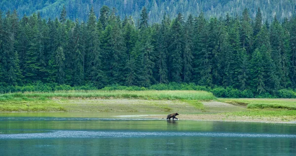 A wild brown bear walks from a meadow into a pond. And swims across the pond. Various landscapes in summer.Alaska, USA., 2017