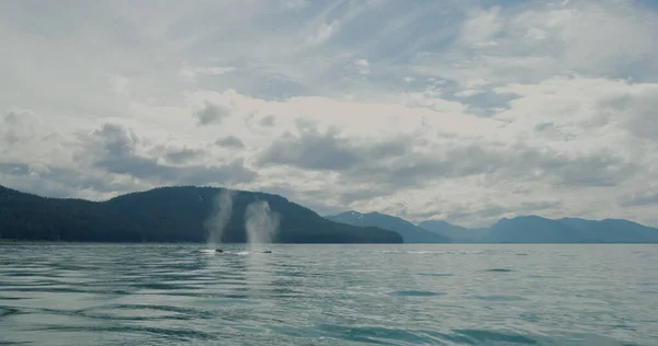 The whale swims freely in the sea, emitting water vapor as it breathes. Various landscapes in summer.Alaska, USA., 2017