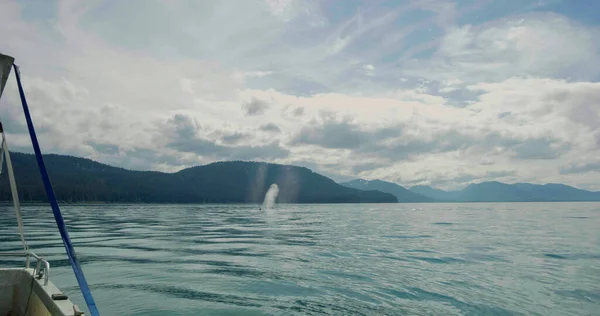 Φάλαινα Κολυμπάει Ελεύθερα Στη Θάλασσα Εκπέμποντας Υδρατμούς Καθώς Αναπνέει Διάφορα — Φωτογραφία Αρχείου