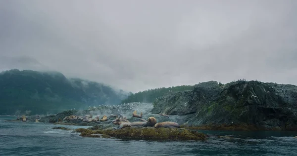Martılar Steller Deniz Aslanları Eumetopias Jubatus Adada Dinlenirler Gri Gökyüzü — Stok fotoğraf