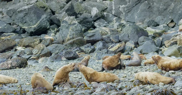 Leões Marinhos Brincam Descansam Mar Entre Rochas Praia Hábitos Vida — Fotografia de Stock