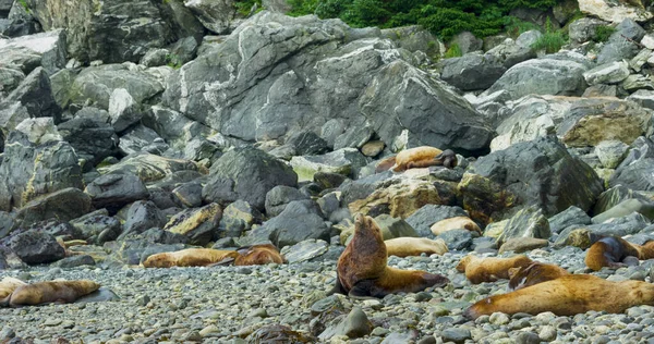 海狮在海里或海滩上的岩石中玩耍和休息 阿拉斯加夏季海狮的生活习性和各种姿态 2017 — 图库照片