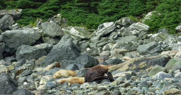 海狮在海里或海滩上的岩石中玩耍和休息 阿拉斯加夏季海狮的生活习性和各种姿态 2017 — 图库照片