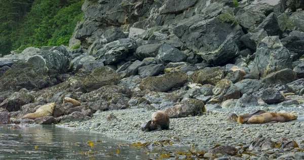 Deniz Aslanları Denizde Sahildeki Kayaların Arasında Oynar Dinlenir Alaska Yaz — Stok fotoğraf