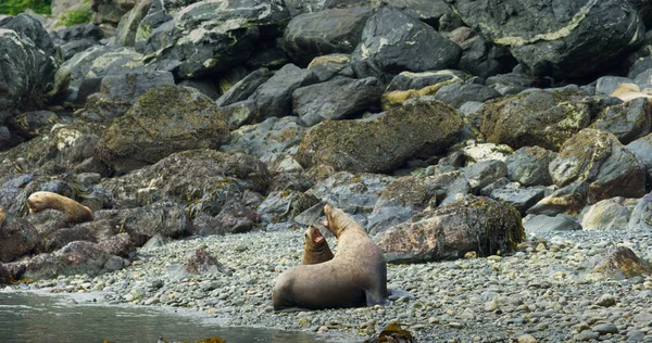 アシカは海や海岸の岩の間で遊んで休みます アラスカでの生活習慣やアシカの様々な姿勢 アメリカ 2017年 — ストック写真