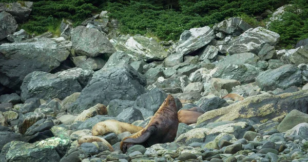 Deniz Aslanları Denizde Sahildeki Kayaların Arasında Oynar Dinlenir Alaska Yaz — Stok fotoğraf