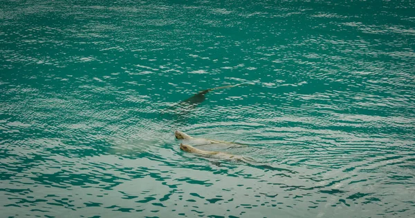 Морські Леви Плавають Морі Іноді Випльовуючи Голови Води Живі Звички — стокове фото