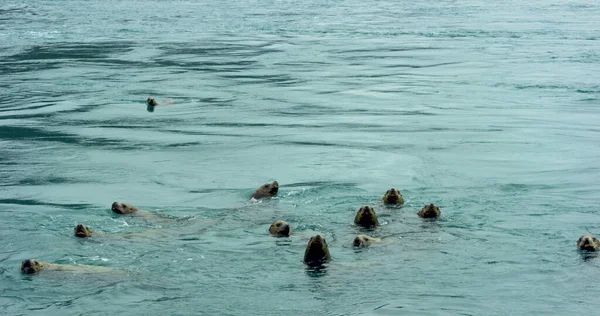 海狮在海里游来游去 有时把头伸出水面 阿拉斯加夏季海狮的生活习性和各种姿态 2017 — 图库照片