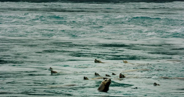 바다사자는 바다에서 헤엄을 머리를 밖으로 내밀기도 알래스카의 여름에는 바다사자 자세가 — 스톡 사진
