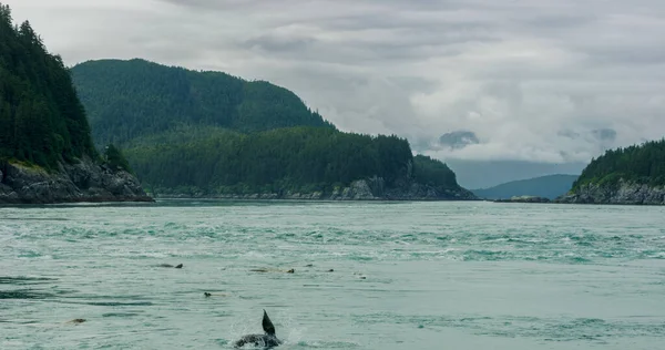 Deniz Aslanları Hızlı Hareket Eden Suda Yüzerler Alaska Yaz Aylarında — Stok fotoğraf