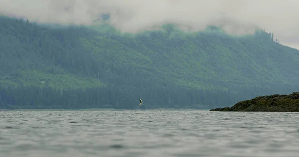 Uno Uno Pesci Saltano Fuori Dall Acqua Paese Delle Meraviglie — Foto Stock