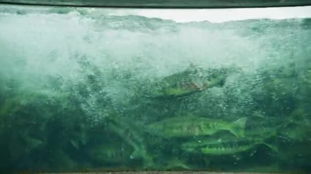 Skoler Laks Overfyldt Vandet Svømme Opstrøms Undervands Skud Animal Food – Stock-video