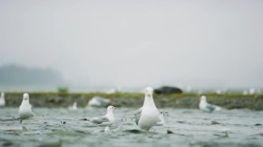 Martılar yiyecek için nehirde ileri geri mekik dokuyorlar. Etrafta somon var. Somon olarak hayvan besin zinciri tatlı suya yumurtlamak için geri döner, Alaska, 2017 yazı..