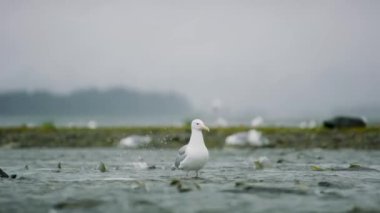 Martılar yiyecek için nehirde ileri geri mekik dokuyorlar. Etrafta somon var. Somon olarak hayvan besin zinciri tatlı suya yumurtlamak için geri döner, Alaska, 2017 yazı..