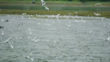 Martılar, deniz kuşları nehirde yiyecek ararken havada kanatlarını çırparlar. Somon olarak hayvan besin zinciri tatlı suya yumurtlamak için geri döner, Alaska, 2017 yazı..
