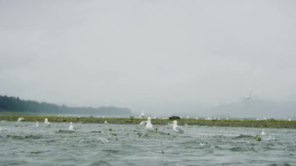 Pescărușii Deplasează Înainte Înapoi Râu Pentru Mâncare Somon Aici Lanțul — Videoclip de stoc